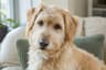 Portrait of Milo, a golden-cream rescue dog