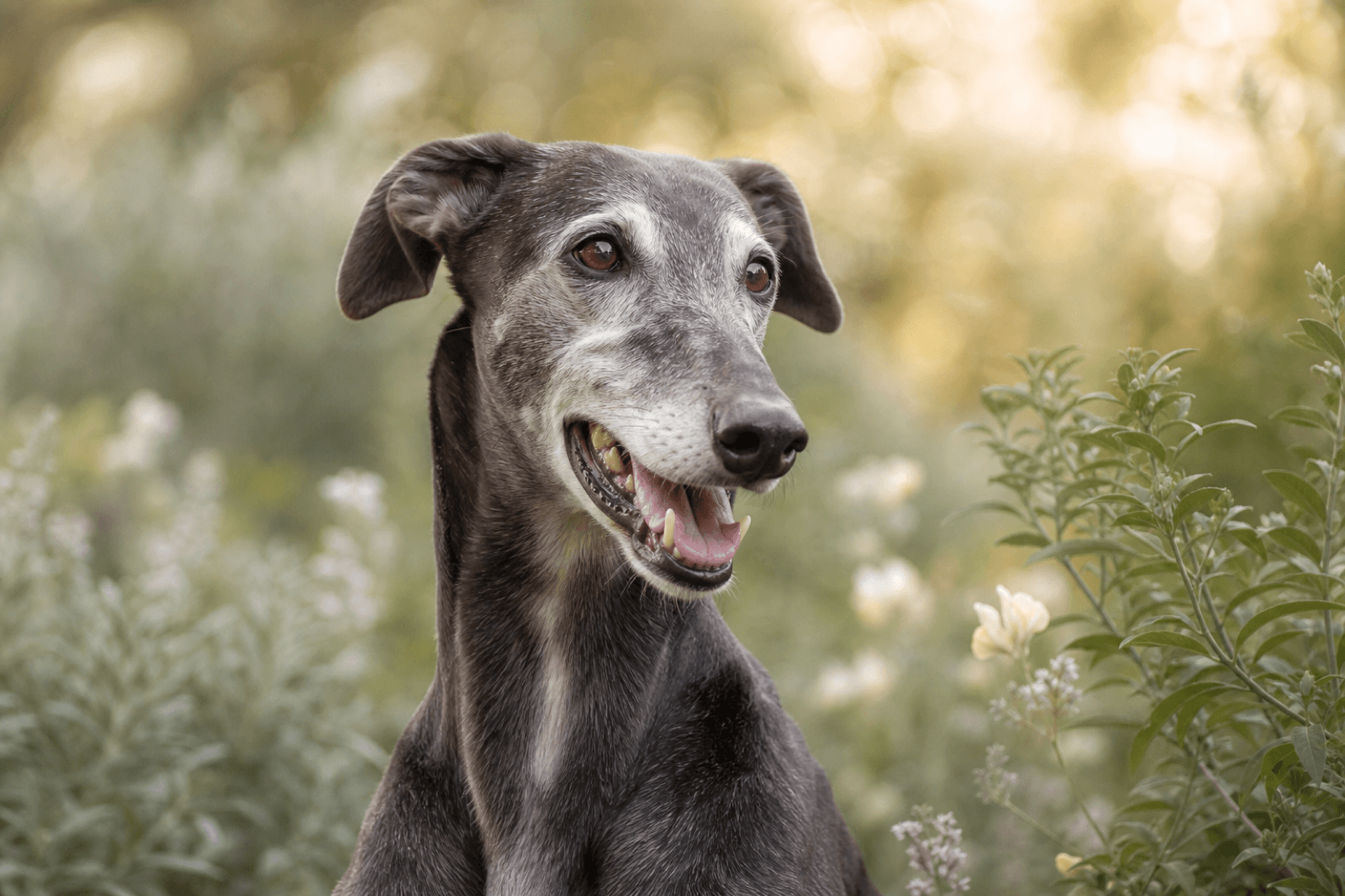 A dignified greyhound in soft garden light with sage green foliage