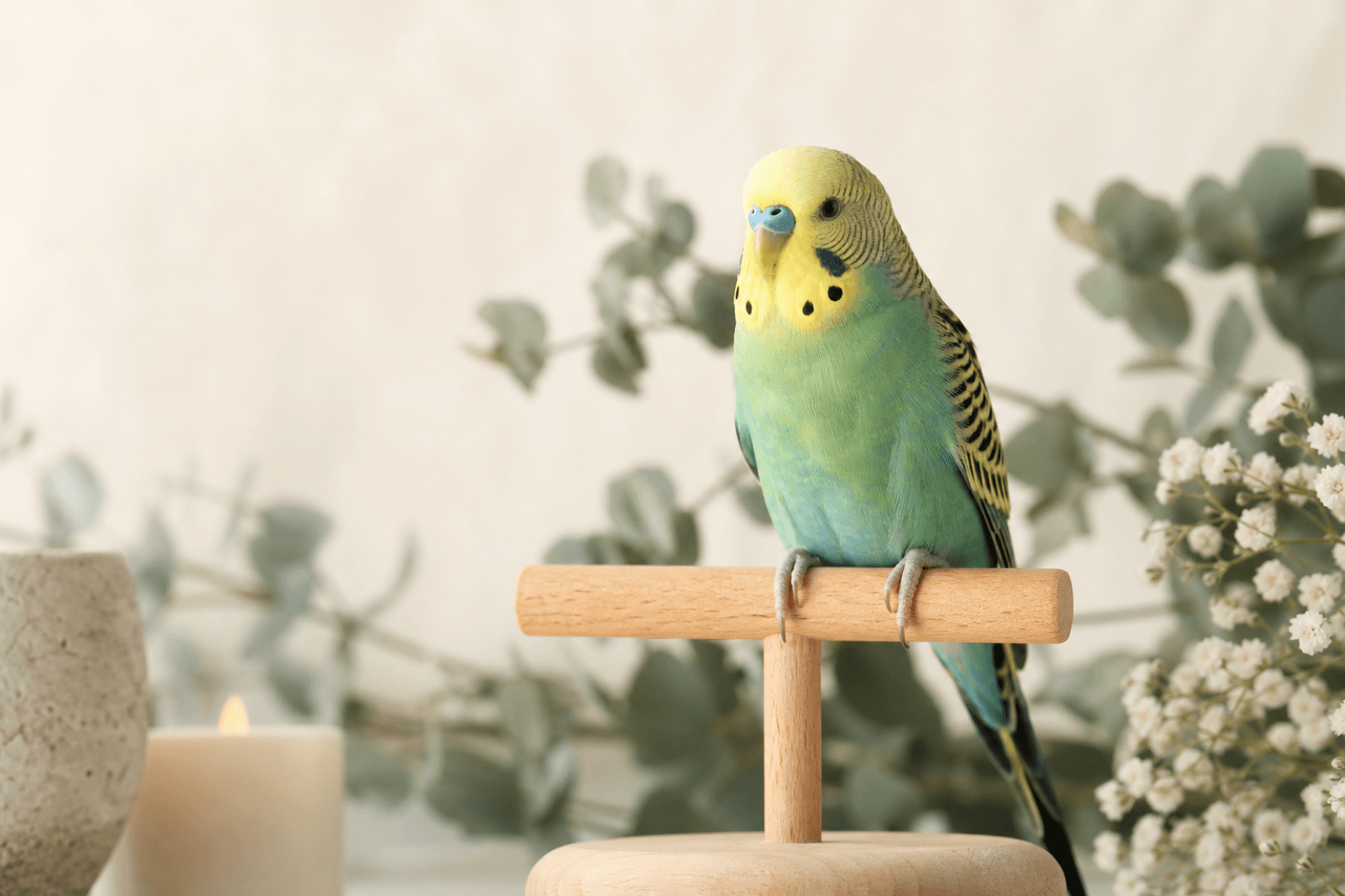 A budgerigar perched calmly against a soft cream and sage background