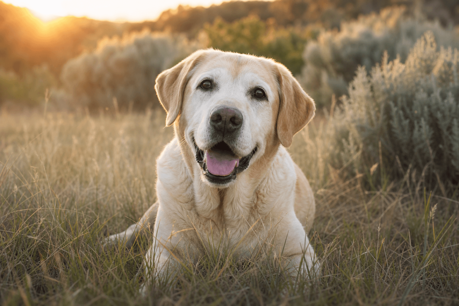 A happy senior dog in a warm meadow with golden light